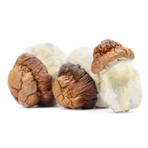 penil cap mushrooms